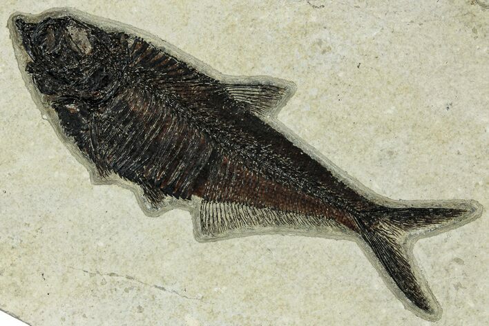 Detailed Fossil Fish (Diplomystus) - Wyoming #328080